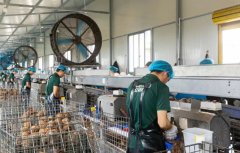 福清立异“首席服”模式